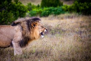 מחקרי ישראל הקדומה- האריה