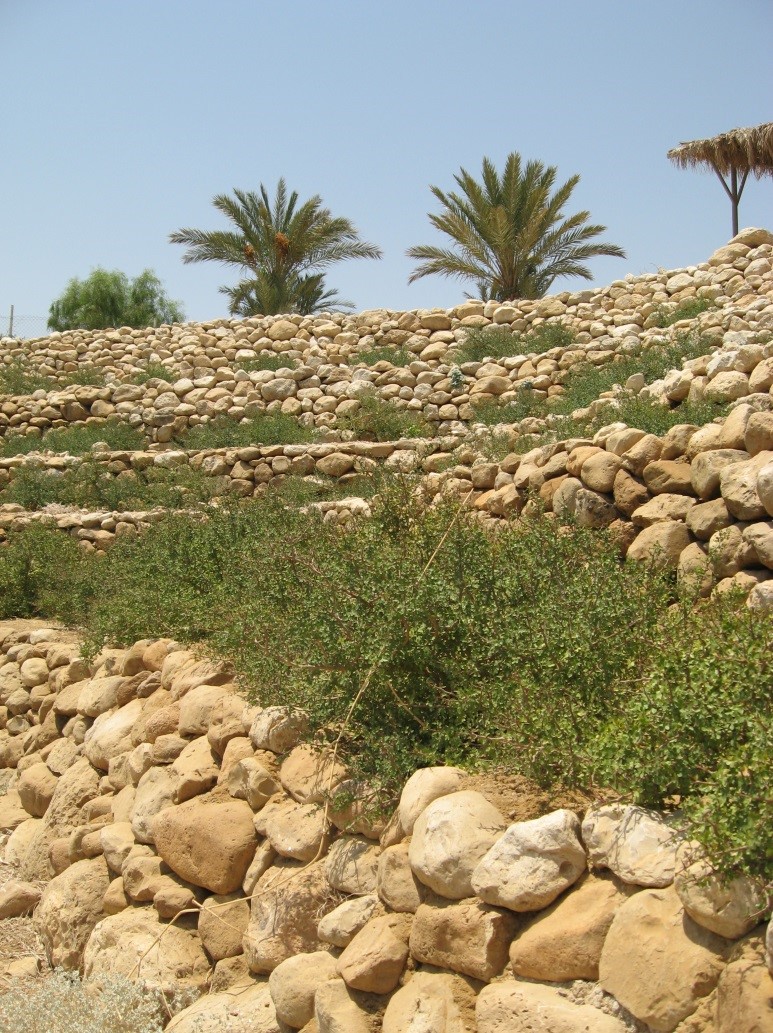 ערוגות הבושם בעין גדי, מחקר האפרסמון