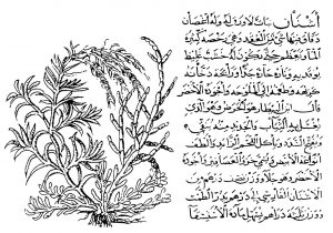 The "ashnan" plant, apparently Salicornia europaea, used in producing cleaning materials, from an Arabic treatise from the fourteenth century.