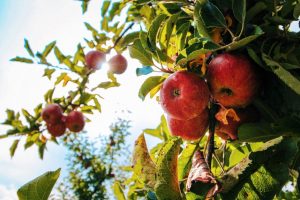 מחקרי ישראל הקדומה- עץ התפוח